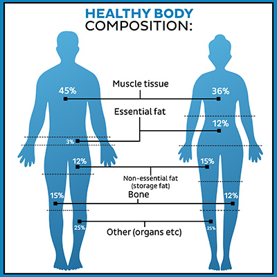 Healthy Body Composition Diagram